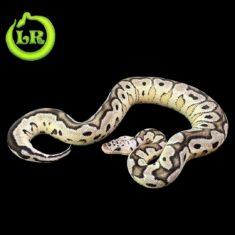 LR